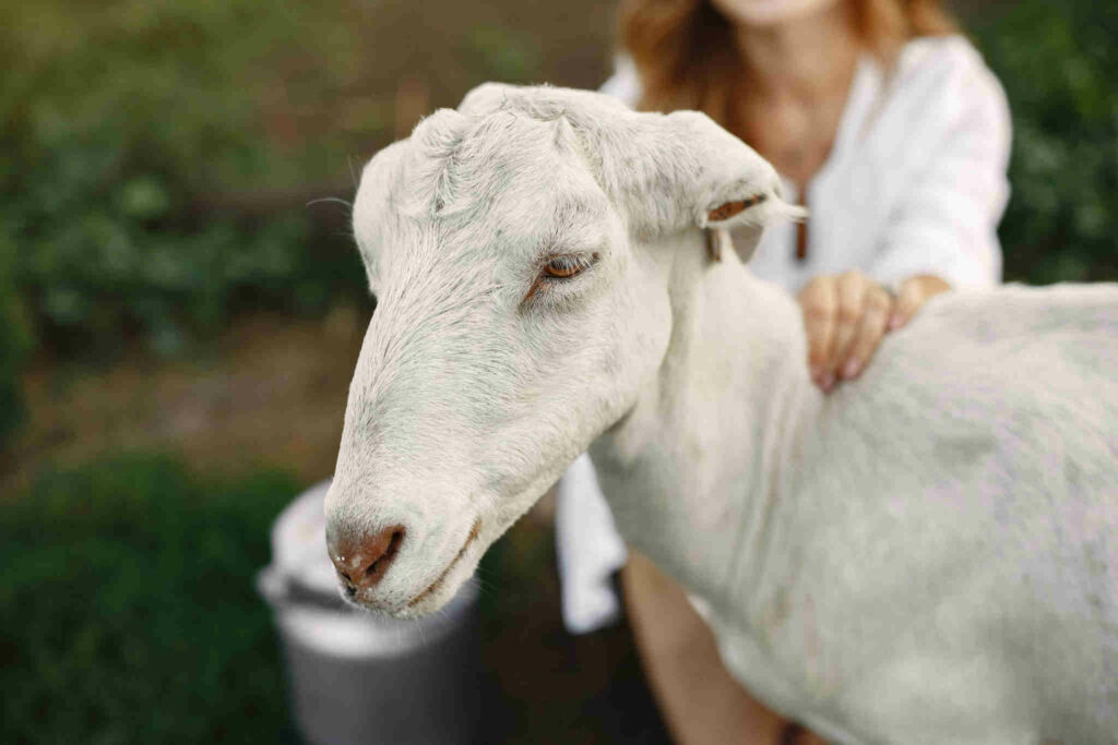 Pourquoi utiliser le savon au lait de chèvre